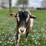 D'hotes Lucia Avec Vue Sur Jardin Arbore Pensionat