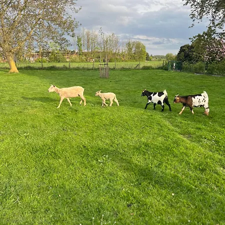 Pensionat D'hotes Lucia Avec Vue Sur Jardin Arbore Tournai