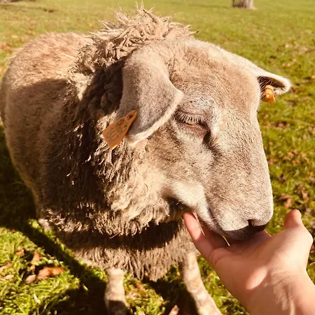 D'hôtes Lucia Avec Vue Sur Jardin Arboré Tournai