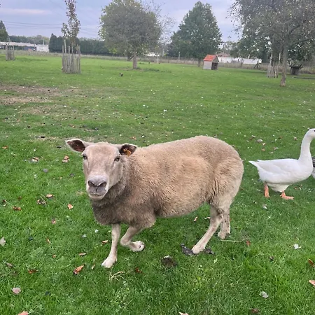 D'hôtes Lucia Avec Vue Sur Jardin Arboré * Tournai